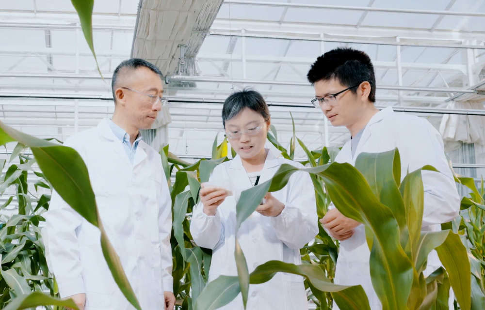 华为云 × 中国农业科学院： 驱动生物育种从“经验试错”迈向“智能创制”